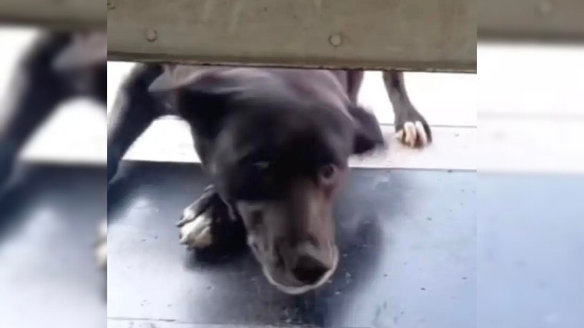 Sweetest Dog Loves Going To The Shop Every Morning To Receive Some Delicious Treats