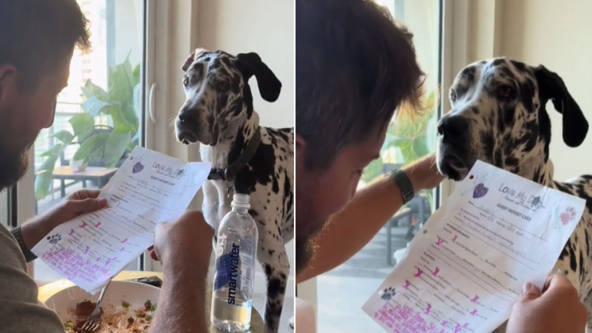 This Dog Was So Happy When His Dad Read His Daycare Report Card Out Loud