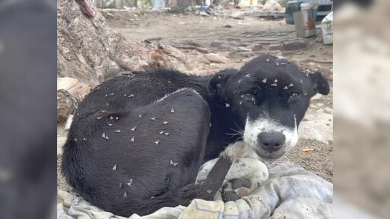 pup covered in flies