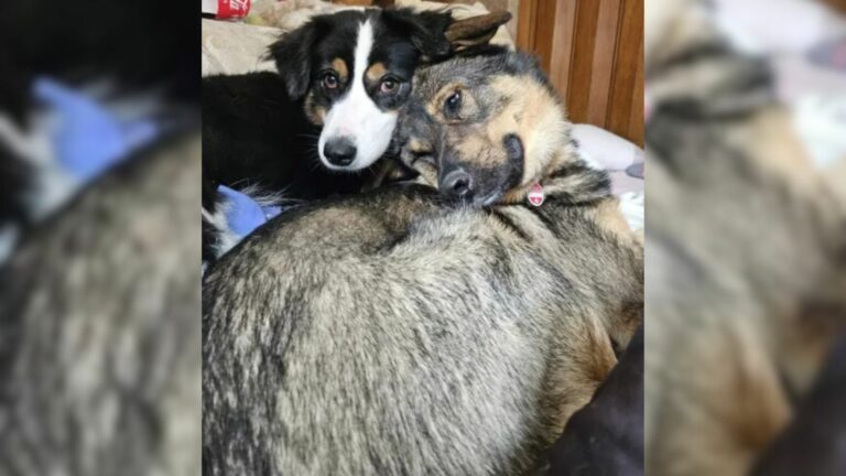 photo of two dogs