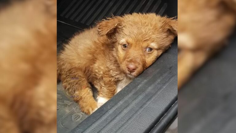 puppy can't get on the paws