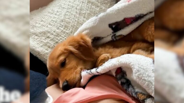 puppy lying in a blanket