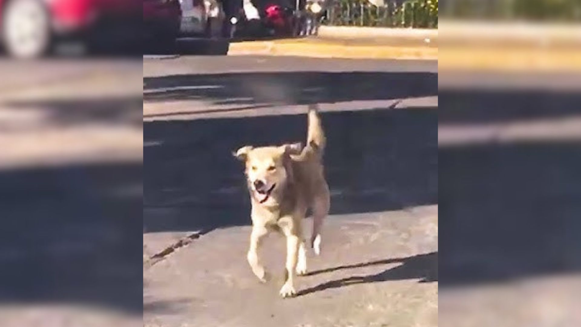 Woman Goes Through Great Lengths to Get Pup Into USA So That They Could Finally Be Together