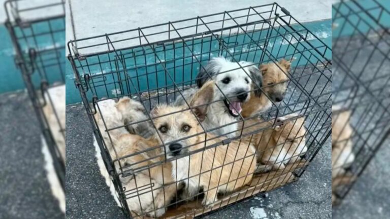 seven abandoned dogs in a cage