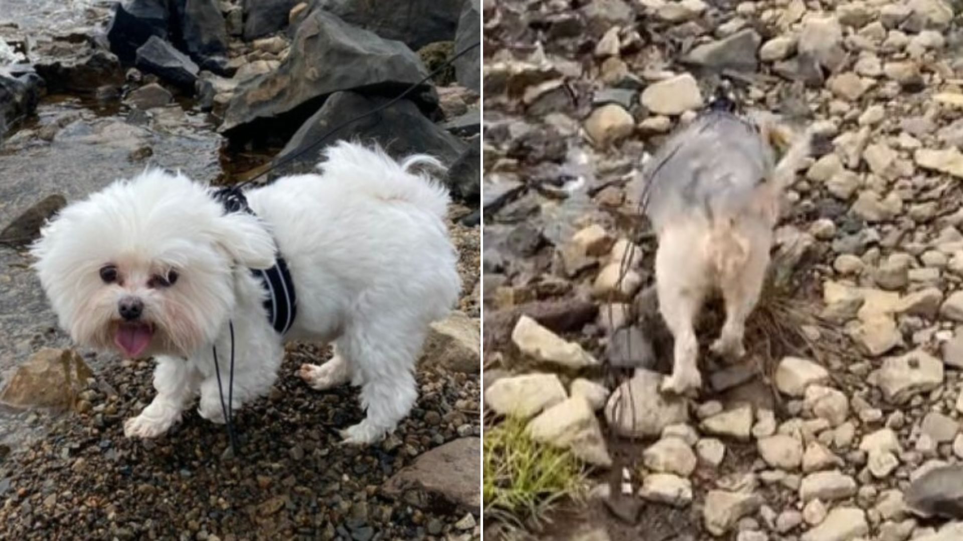 Woman Took Her Dogs For A Hike Only To Realize She Left Something Important At Home