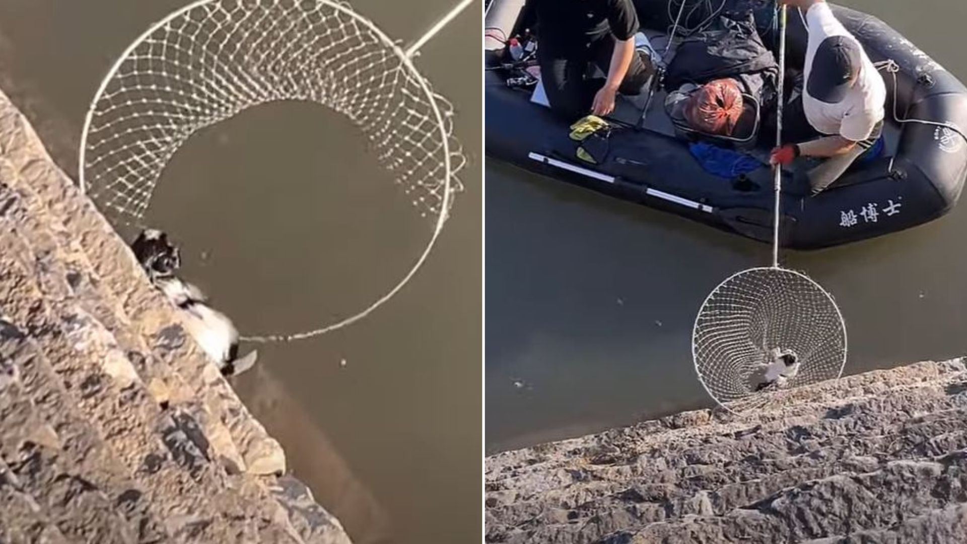 Kind People Rescued Puppies From A River And Performed CPR To Try And Save Them