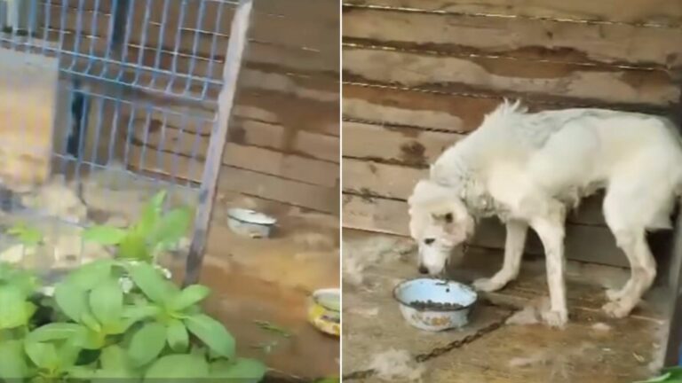 Woman Saves Sick Dog After 10 Years In Cage