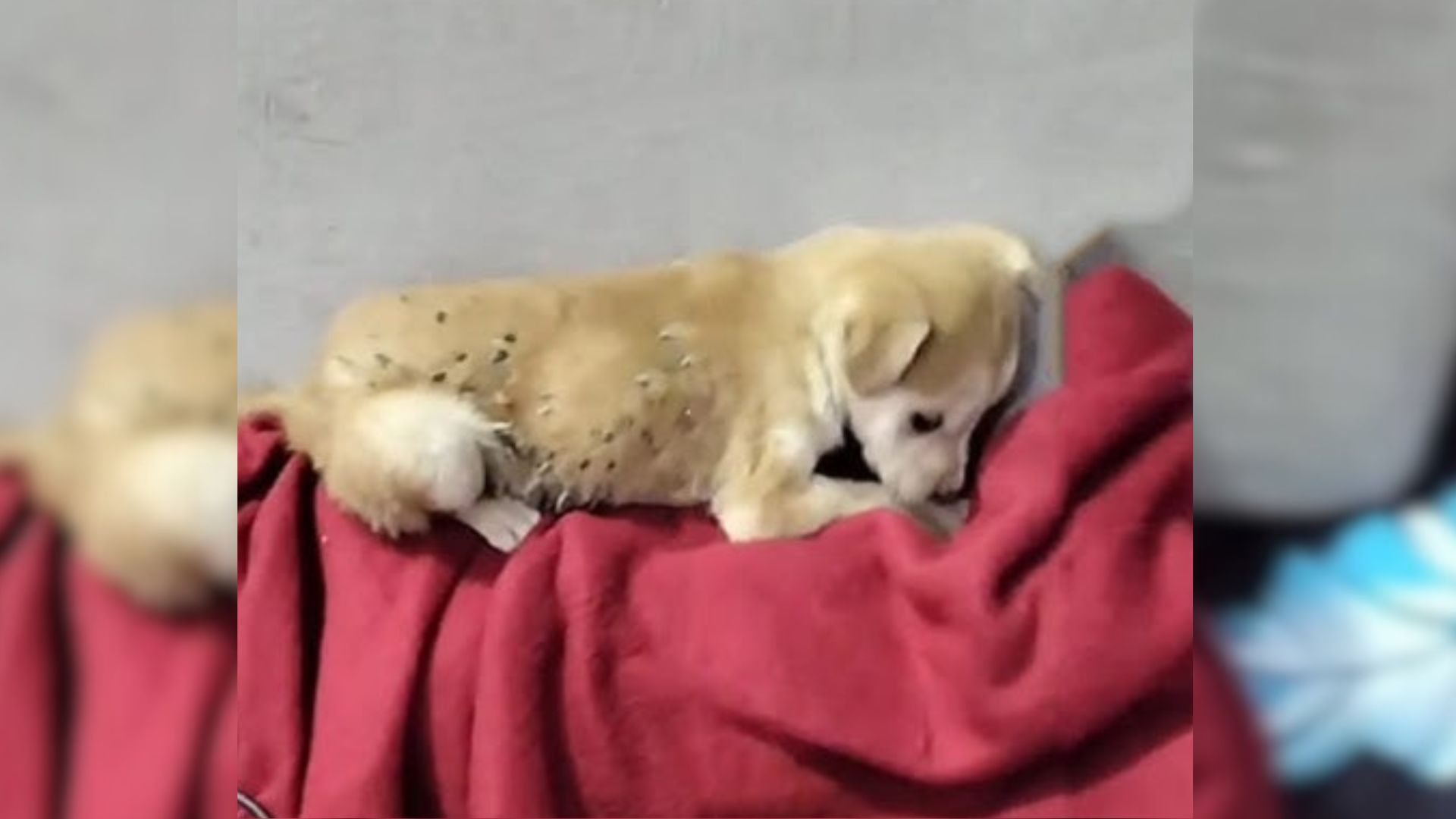 Woman Was Stunned To See This Starving Puppy On The Road, So She Stopped To Help