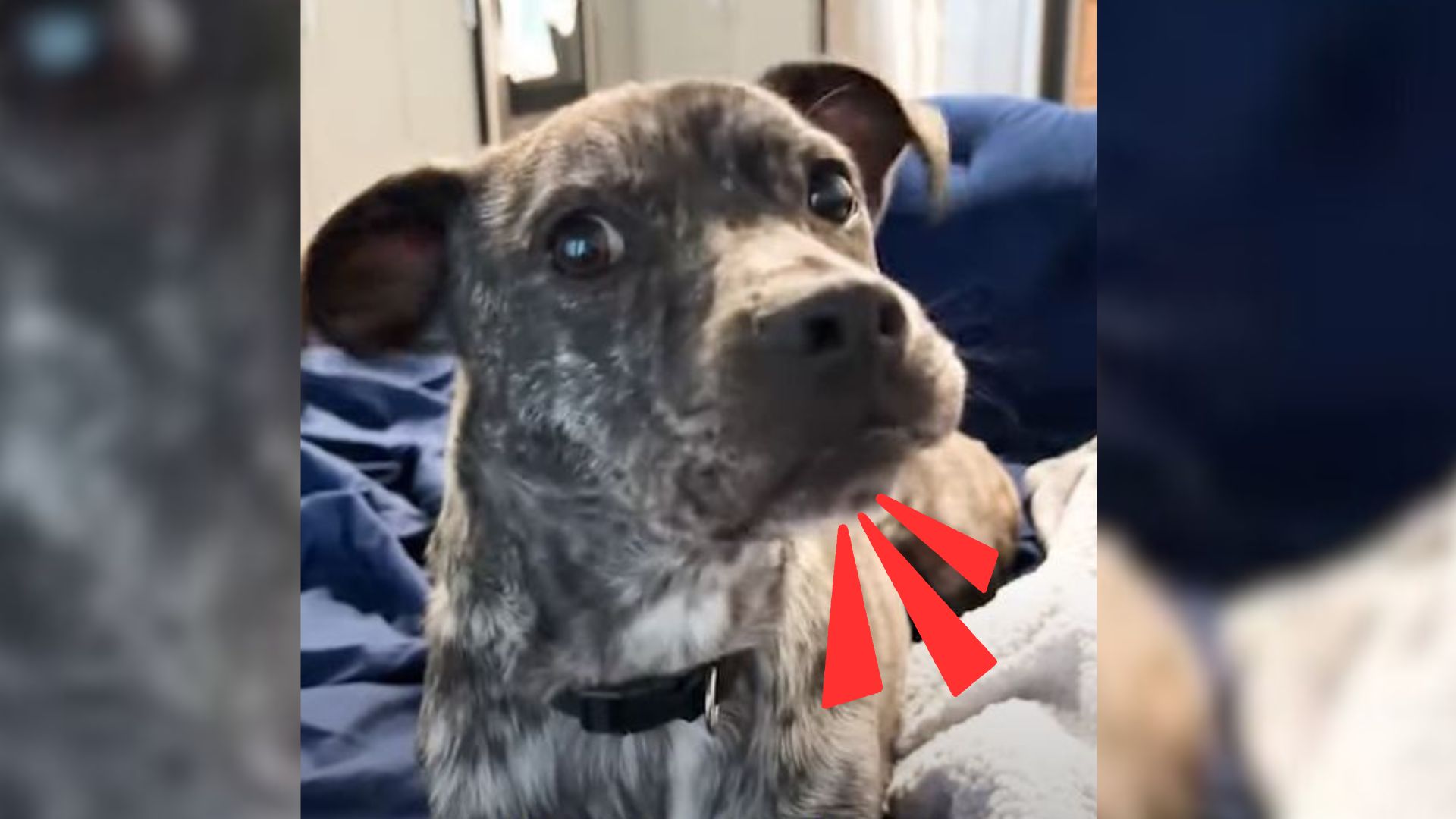 Woman Shocked To Discover Her Dog Mimics Everything She Says, Now He’s Known As The Talking Dog