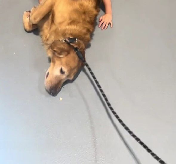 dog on a leash