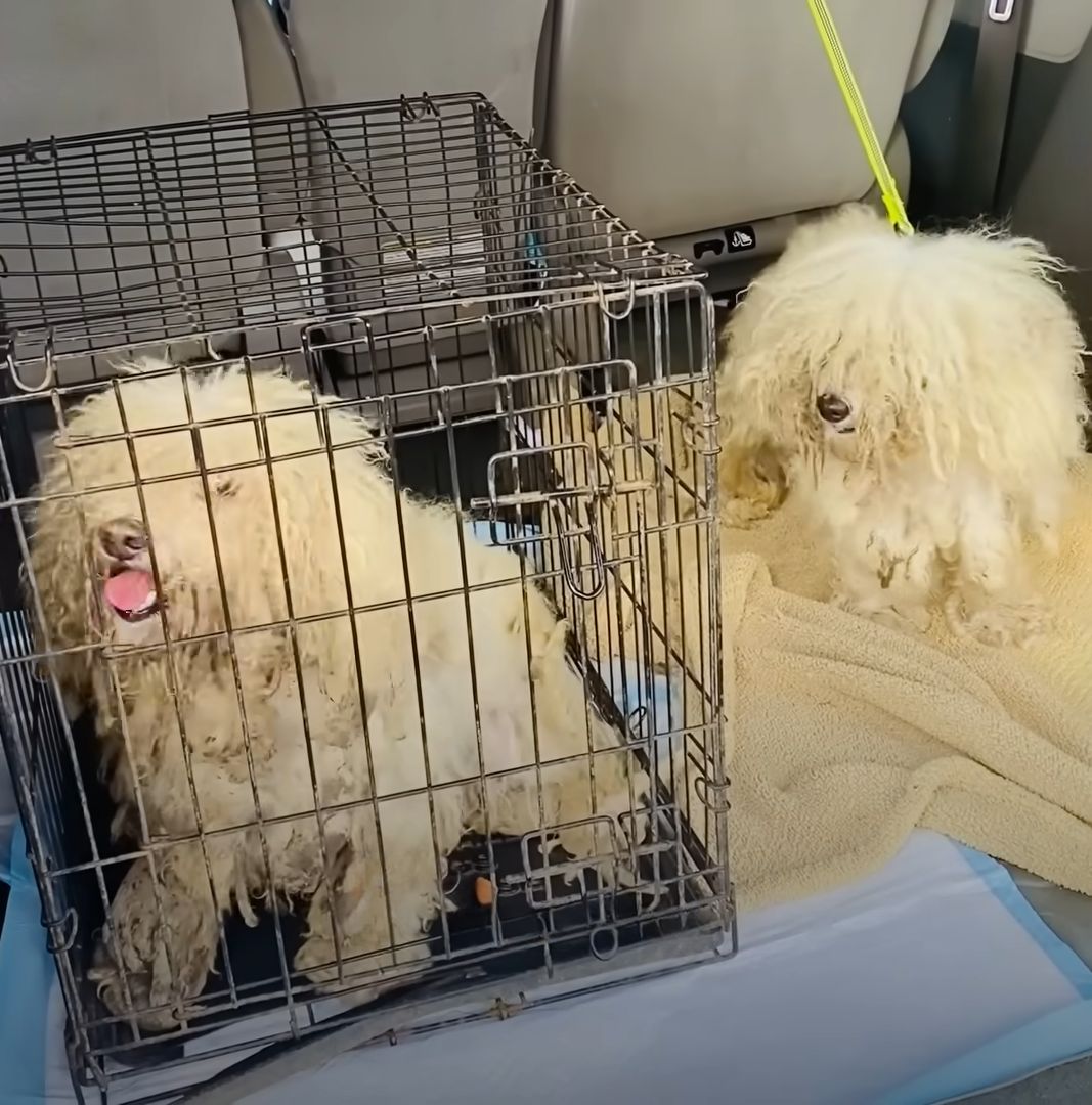 one shaggy dog in a cage next to the other