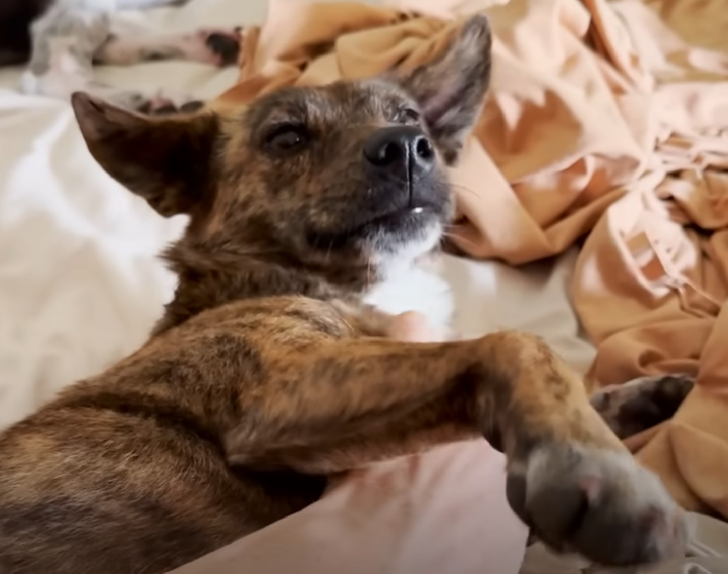 photo of pup lying on bed