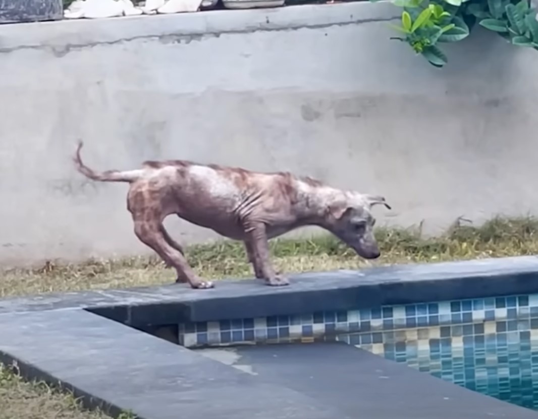 pup next to a pool