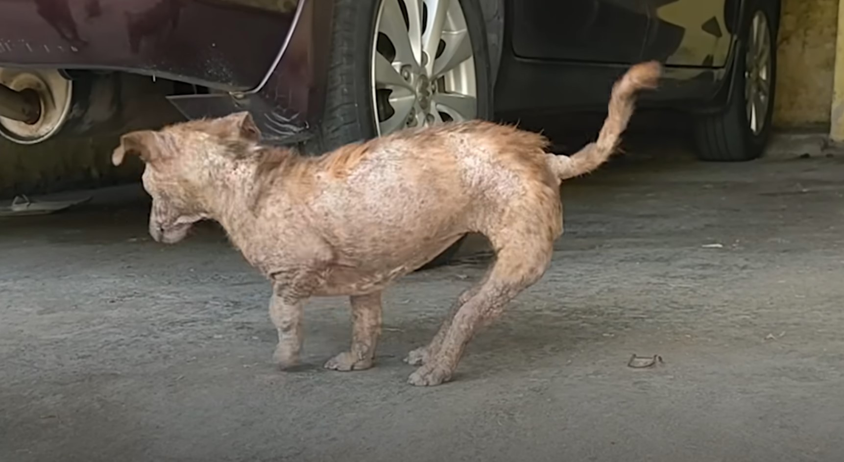 pup with backwards legs