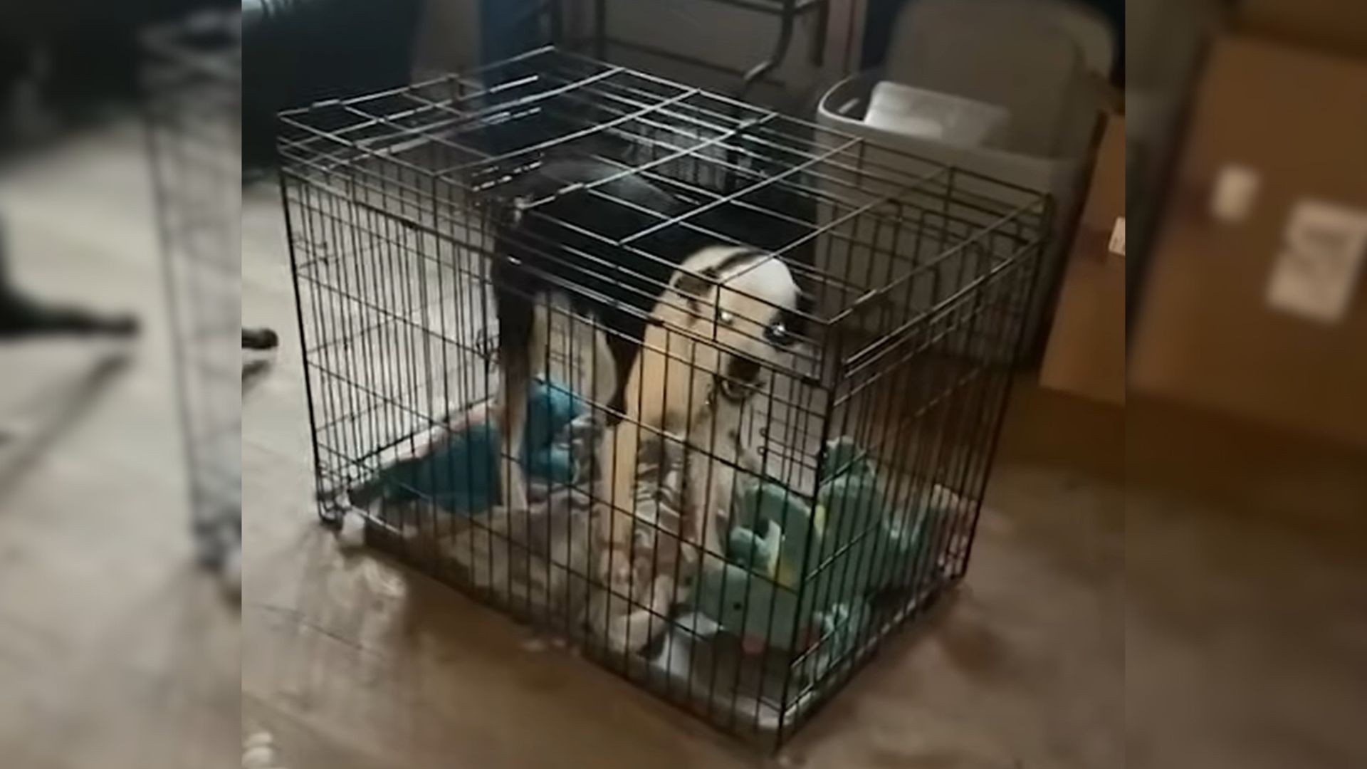 ‘Aggressive Pup’ Transformers Into A Cuddle Princess