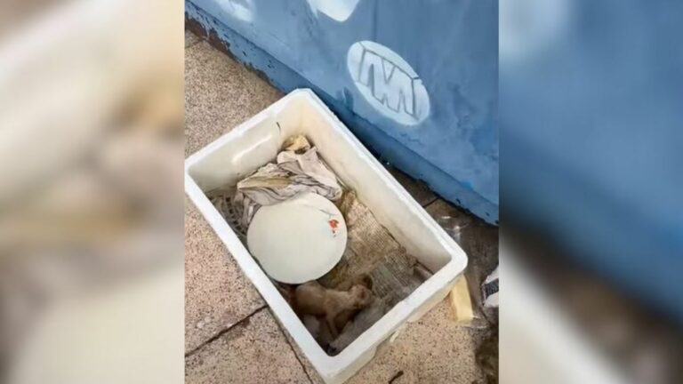 3 Newborn Puppies Kept Crying