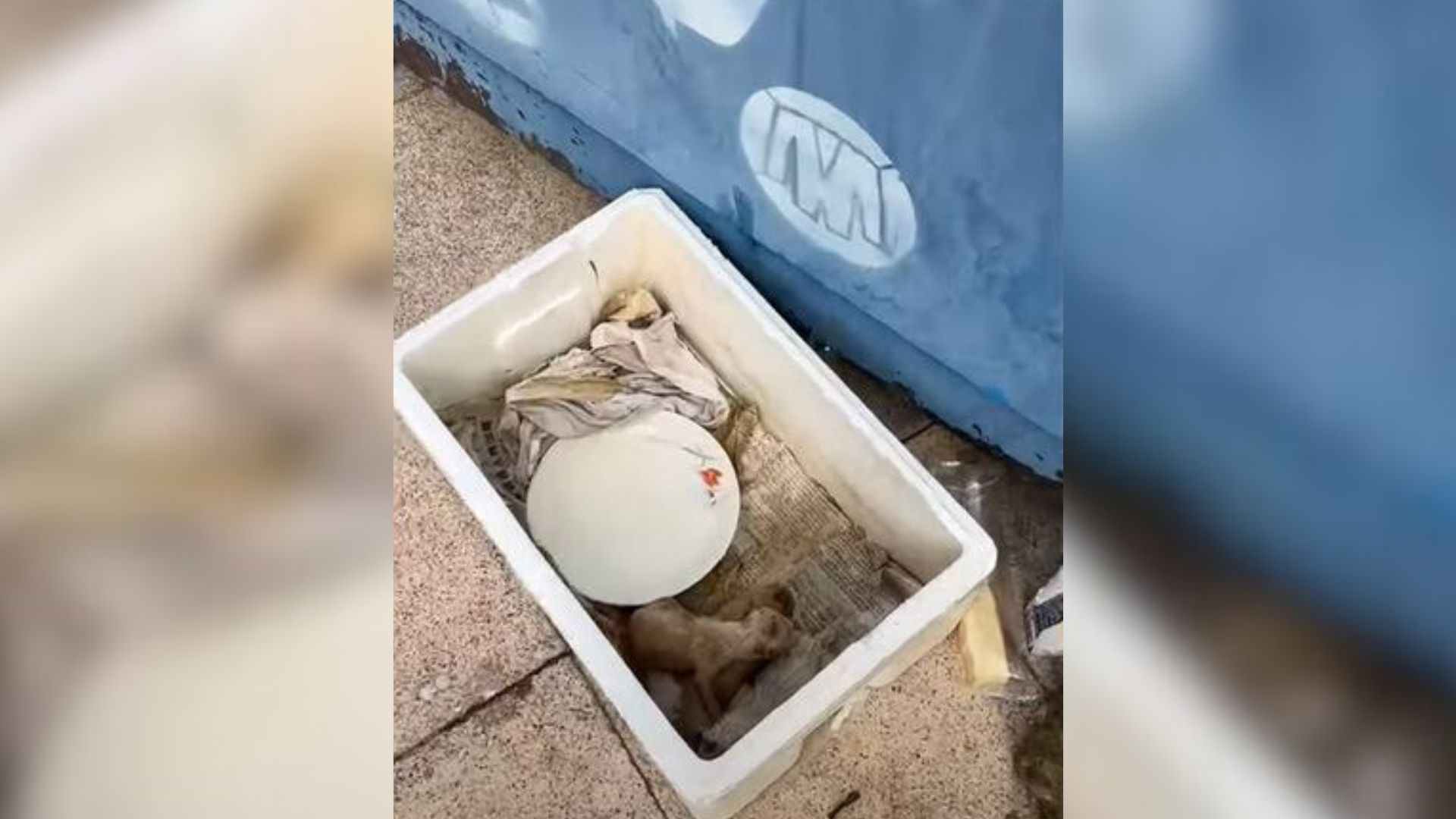 3 Newborn Puppies Kept Crying