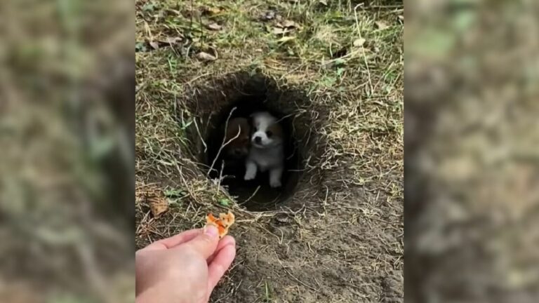 puppies hiding in a hole