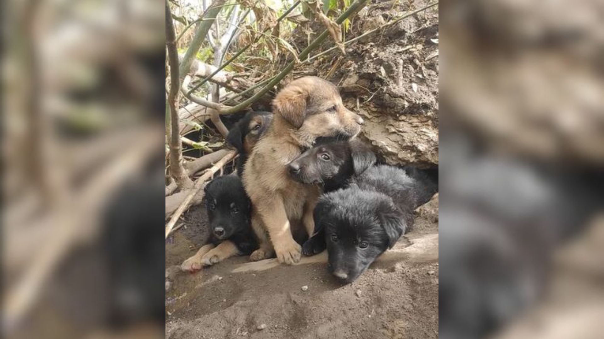 6 Puppies Hid Inside Of A Scary Cave In Forest, Hoping That Somebody Would Finally Rescue Them
