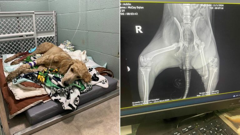 injured dog