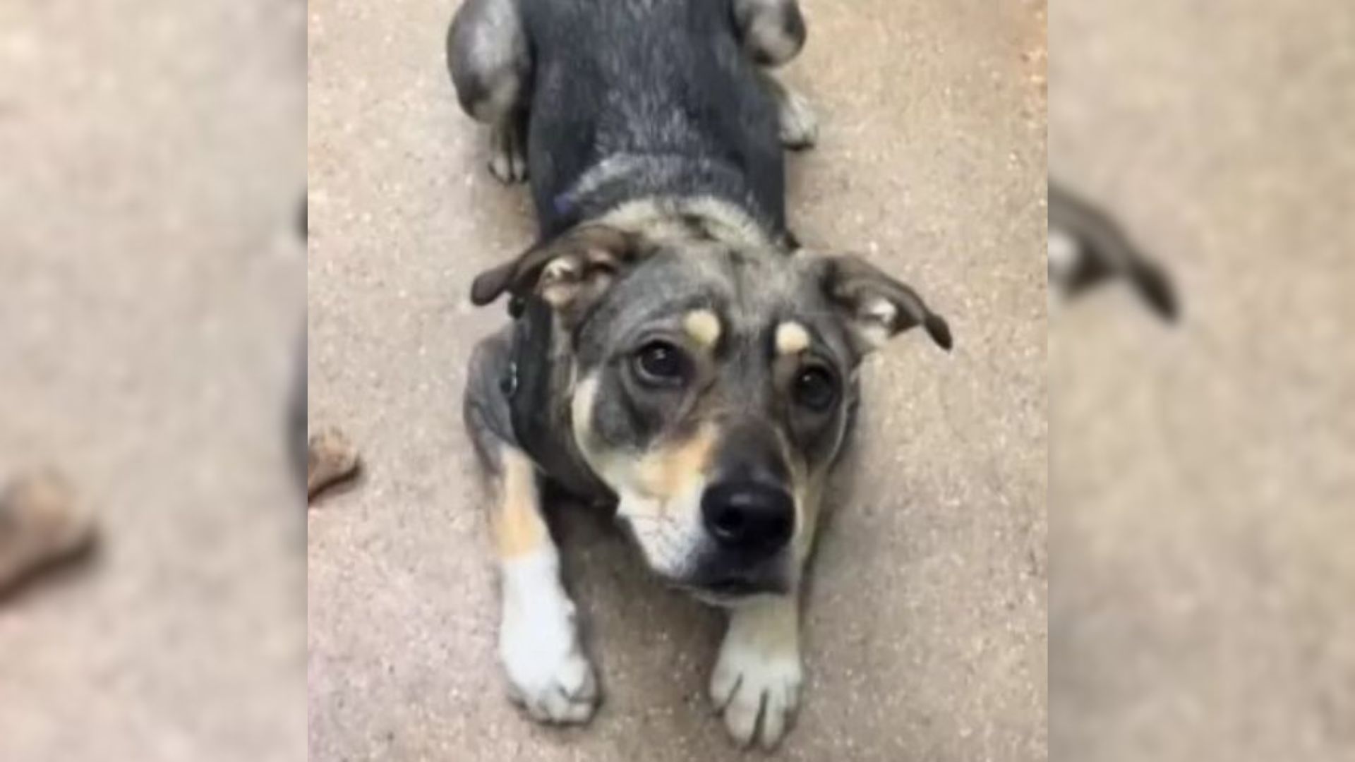 Sorrowful Dog Whose Best Friend Was Adopted Struggles To Cope Now That She Is All Alone