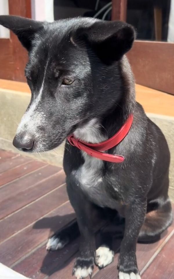 A black dog sits with its eyes downcast
