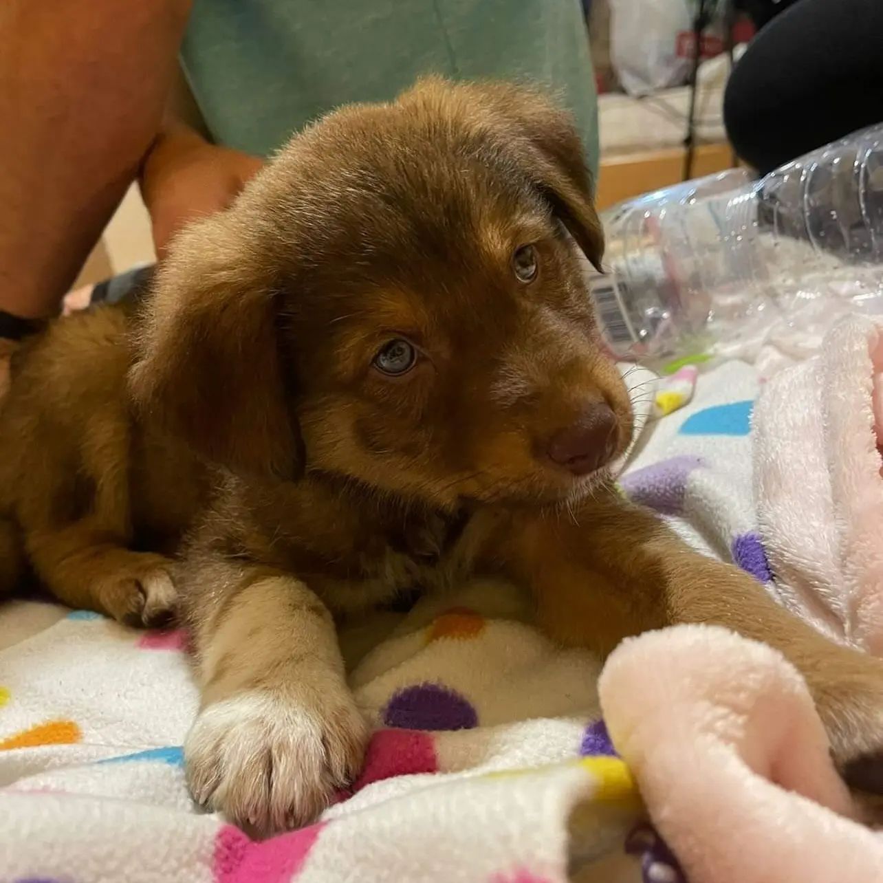 A brown puppy is lying on a colorful blanket