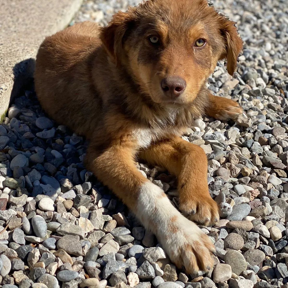 A cute puppy is lying on the sand