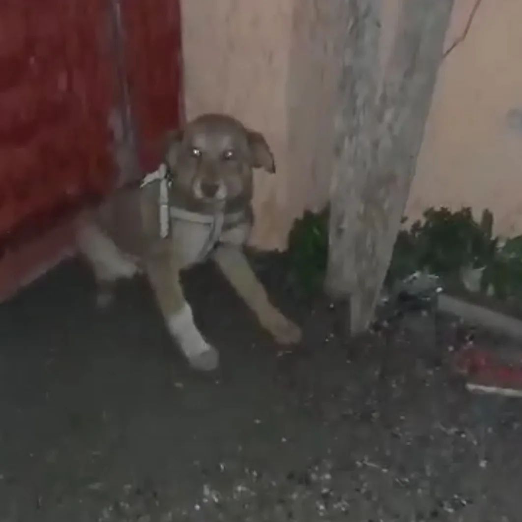 A dog sits on a leash and looks in front of him