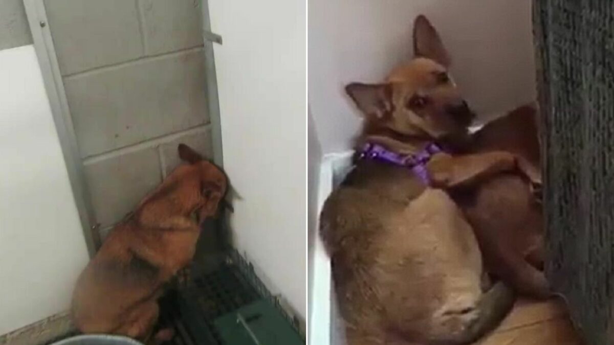Abandoned Dogs Who Kept Shaking With Fear In The Corner Of A Shelter ...
