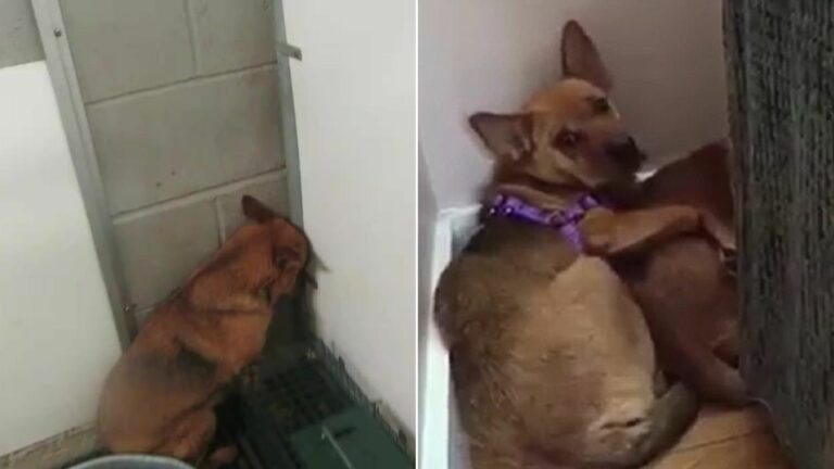 scared abandoned dogs