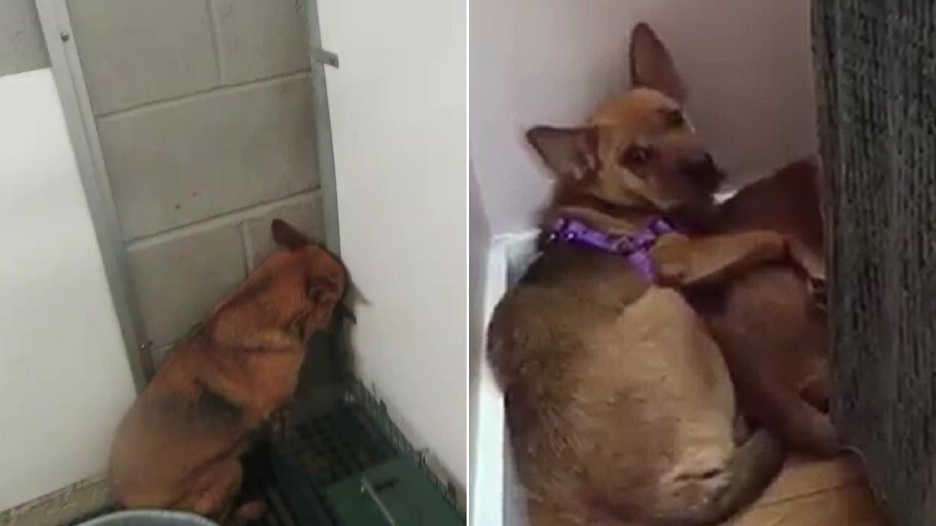 Abandoned Dogs Who Kept Shaking With Fear In The Corner Of A Shelter Now Have A Brand New Life