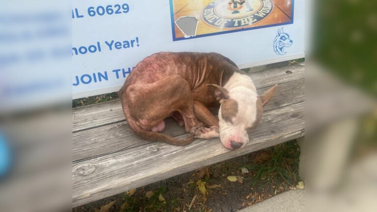 abandoned pup on bench