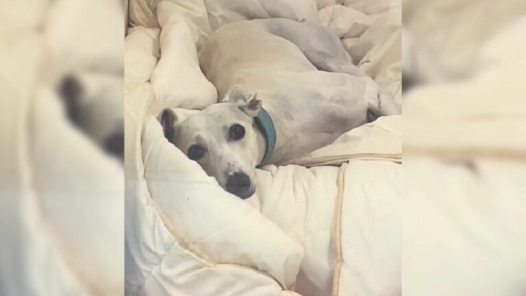 sad dog lying