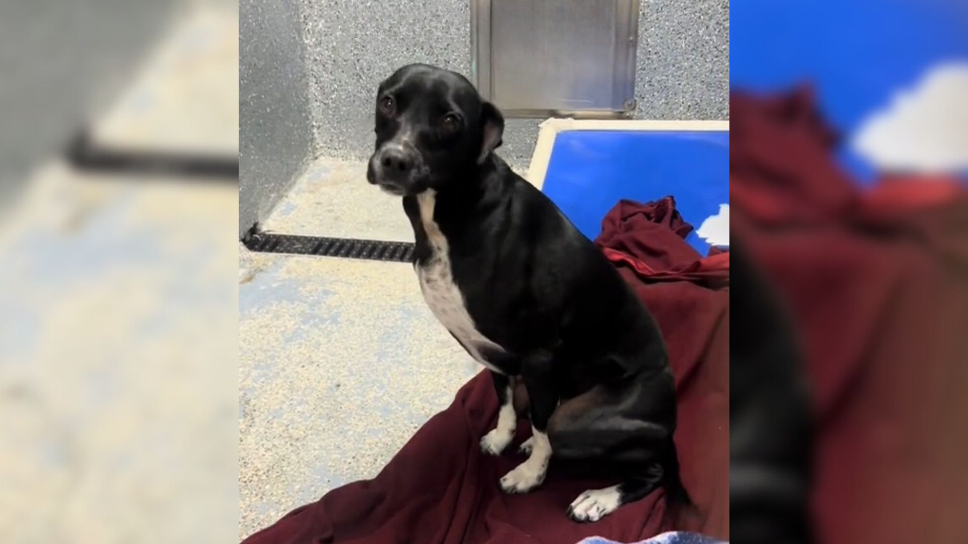 Sad Pup Returned To A Shelter In California 4 Times Can’t Figure Out Why Nobody Wants Him