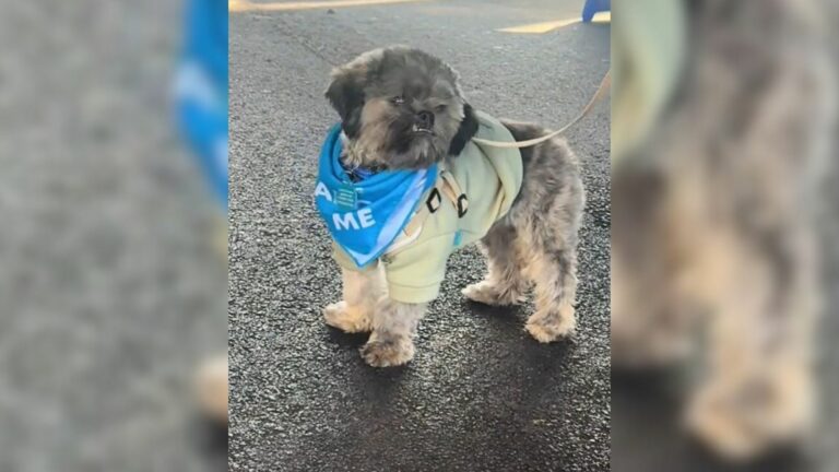 adorable shelter dog