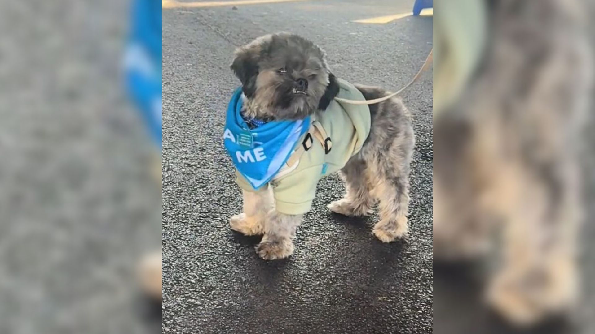 Devastated Shelter Dog Completely Shuts Down After Being Overlooked At An Adoption Event