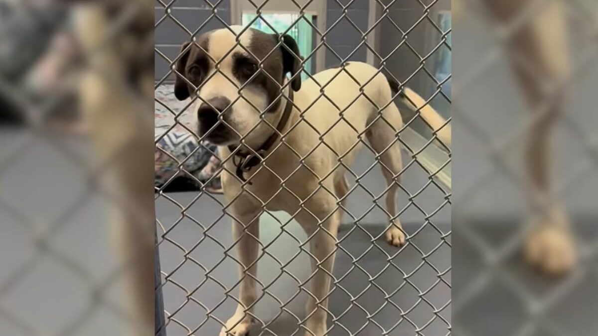 Adorable Shelter Dog Who Struggled To Find A Home For Months Finally ...