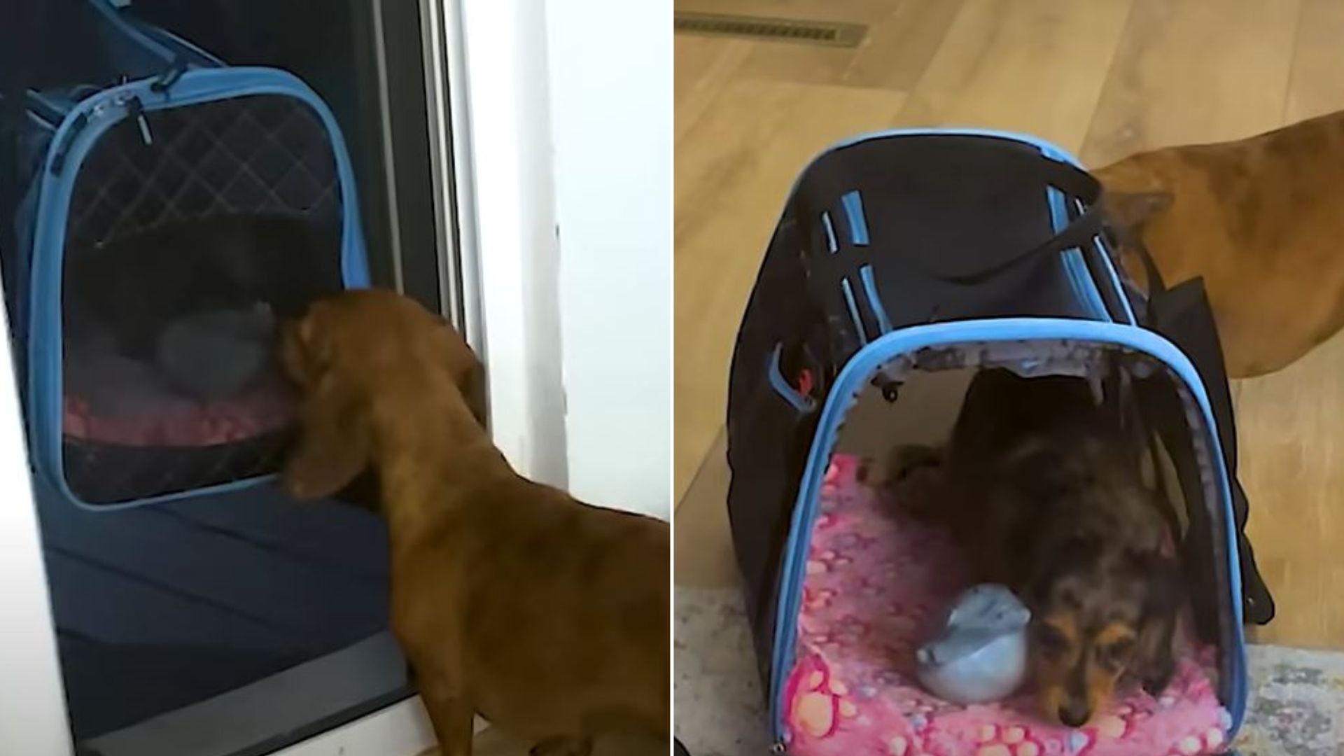 Owners Touch Hearts By Making A Heartwarming Gesture For Their Lonely Dog