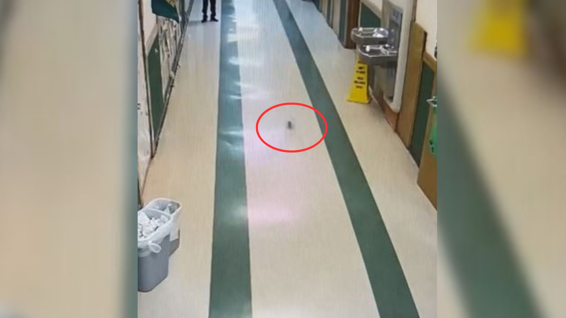 Camera Captures A Tiny Animal Running In Her Runabout Ball Through The School Corridors