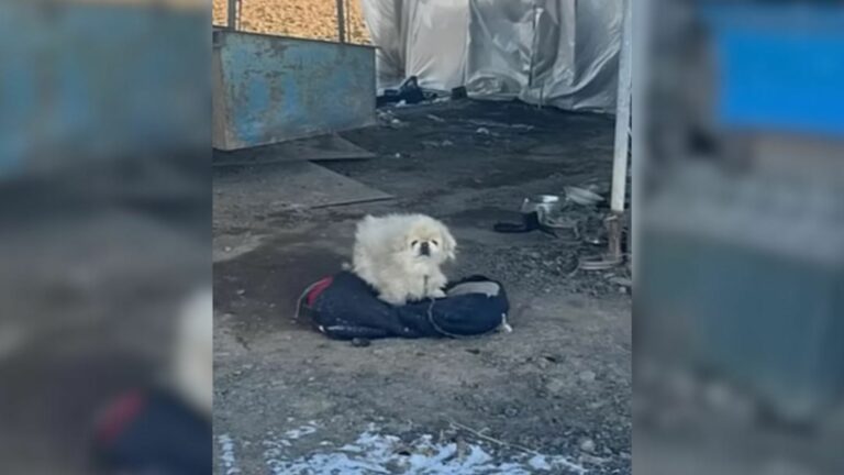 chained dog