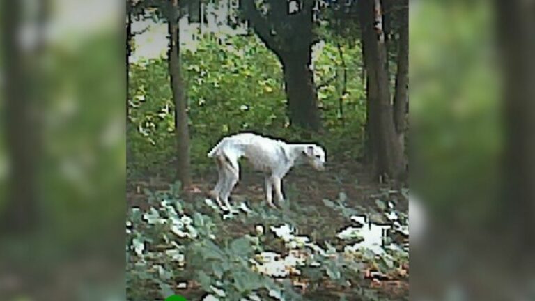starving dog in wood