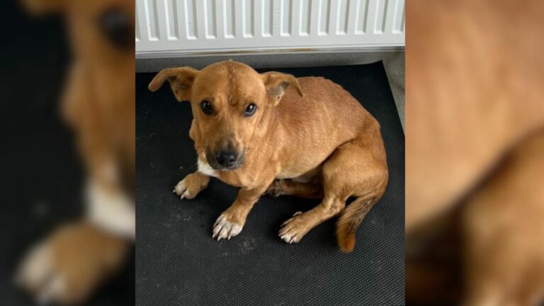 starving dog