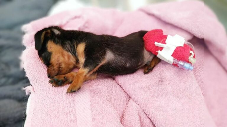 abandoned puppy