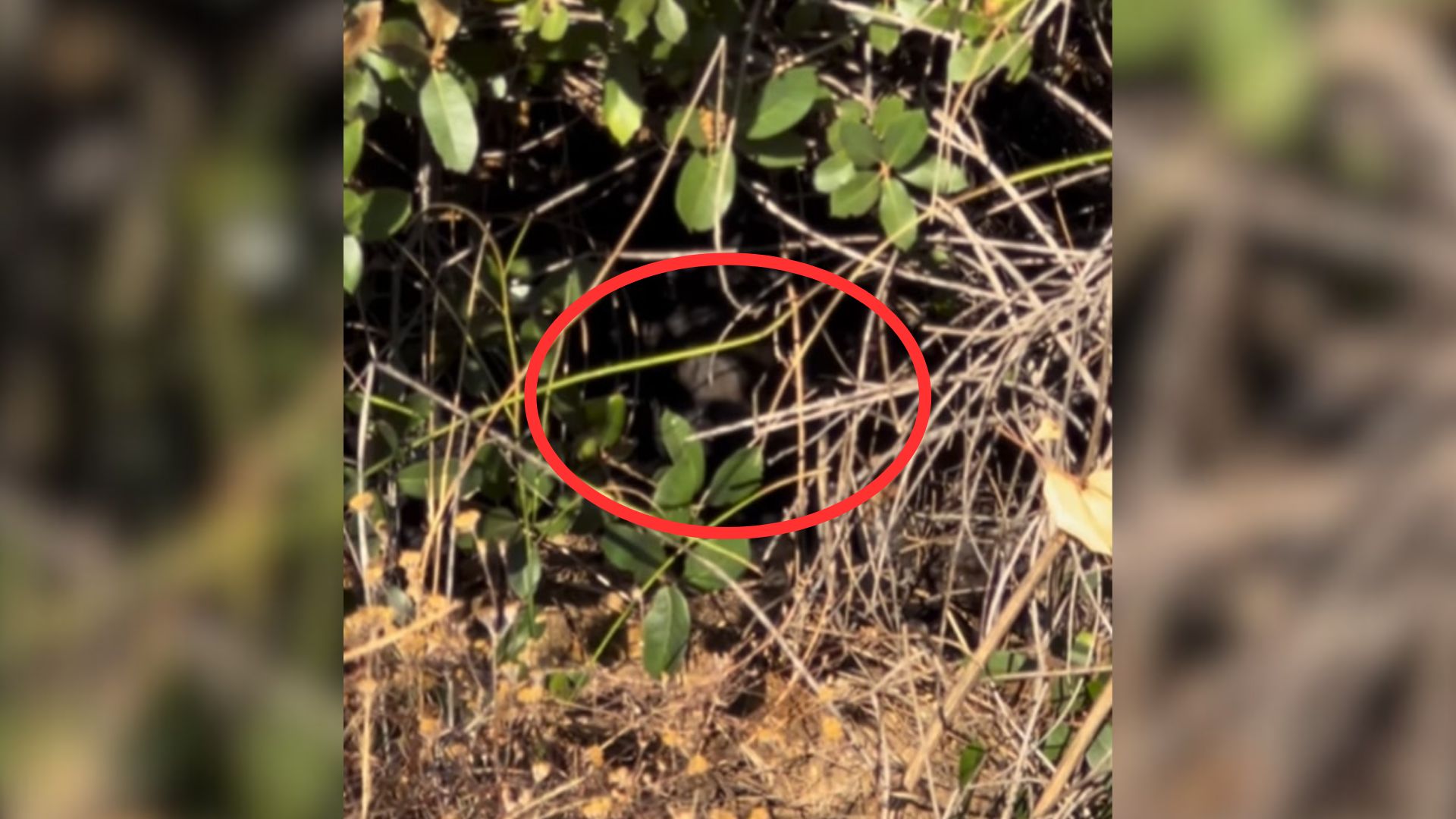 feaurful dog peeking from bushes