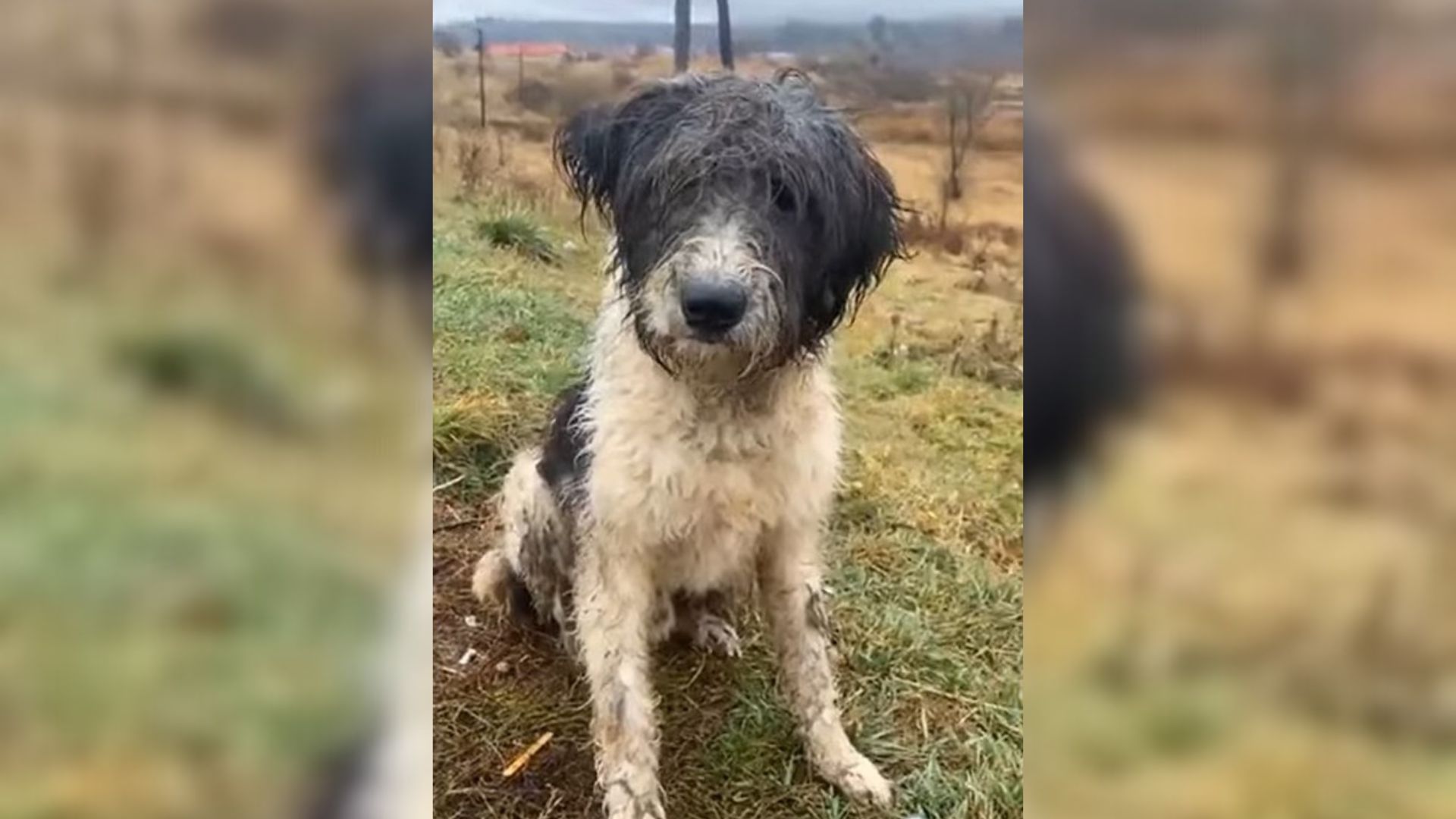abandoned dog near road