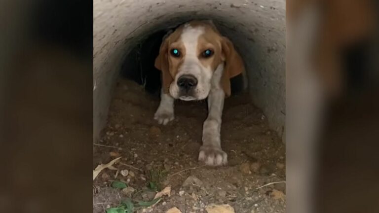 dog dumped in a ditch