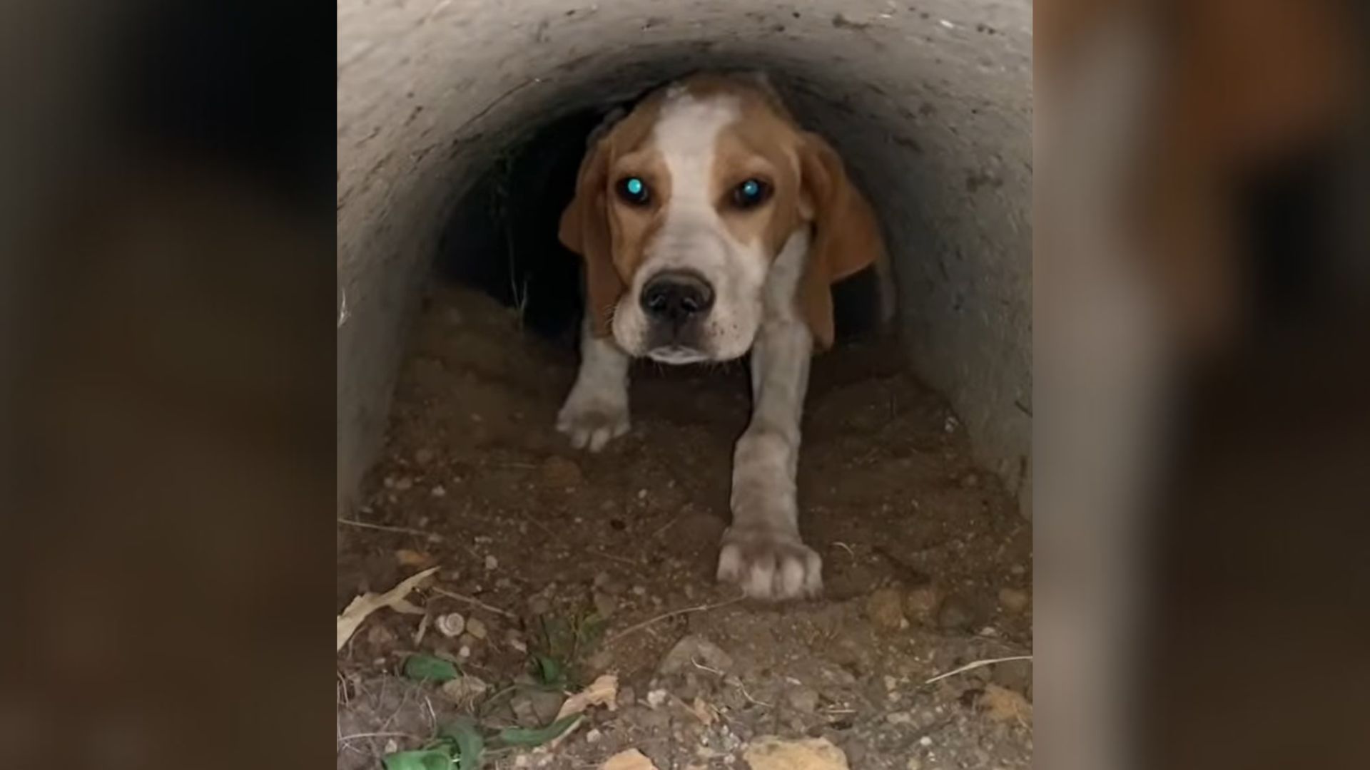 dog dumped in a ditch