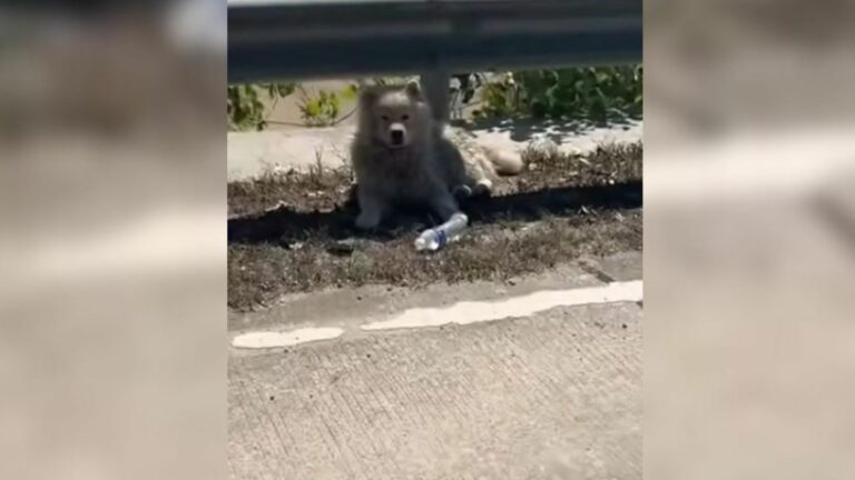 Dog Dumped On Isolated Road