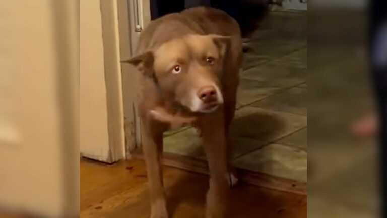 missing dog came home